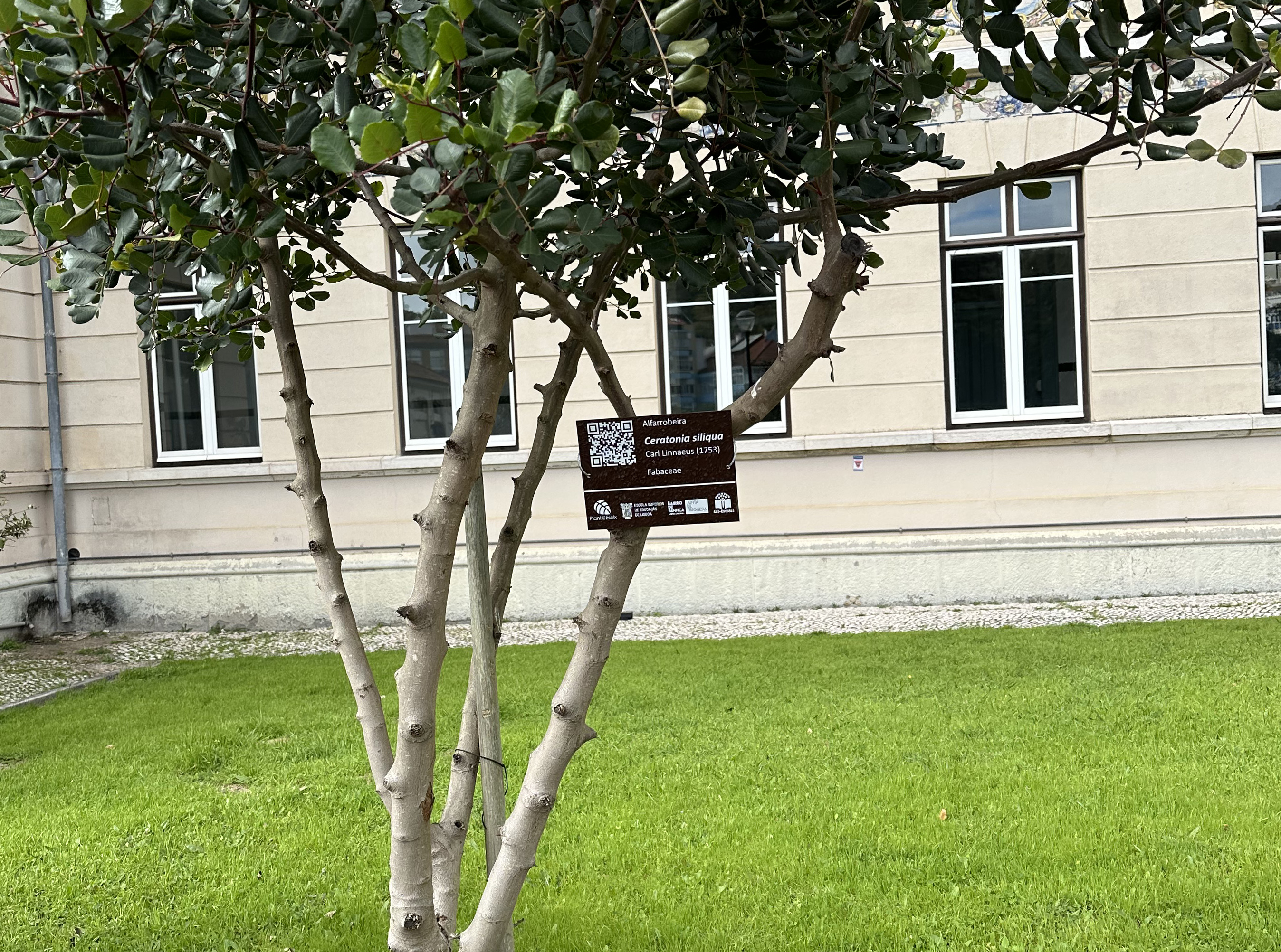 Capa placas plantas
