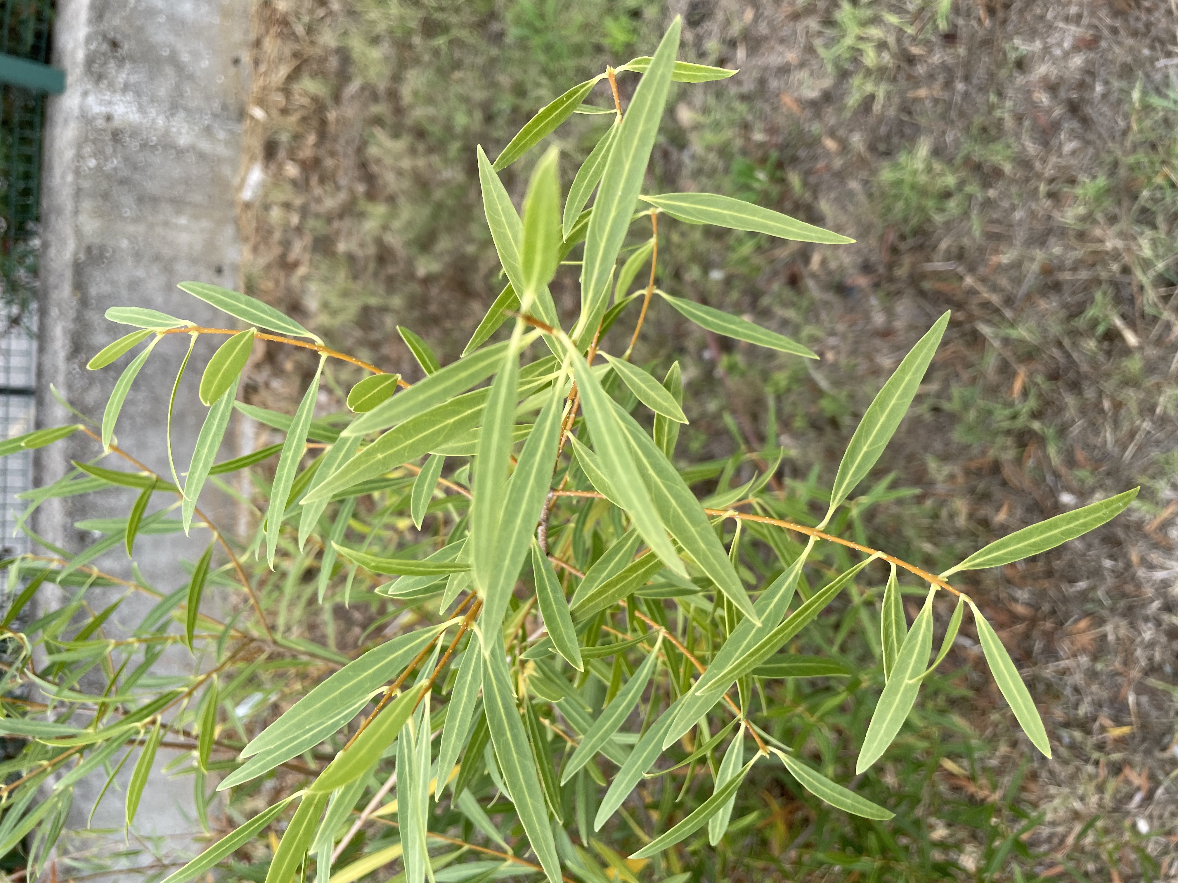 imagem planta