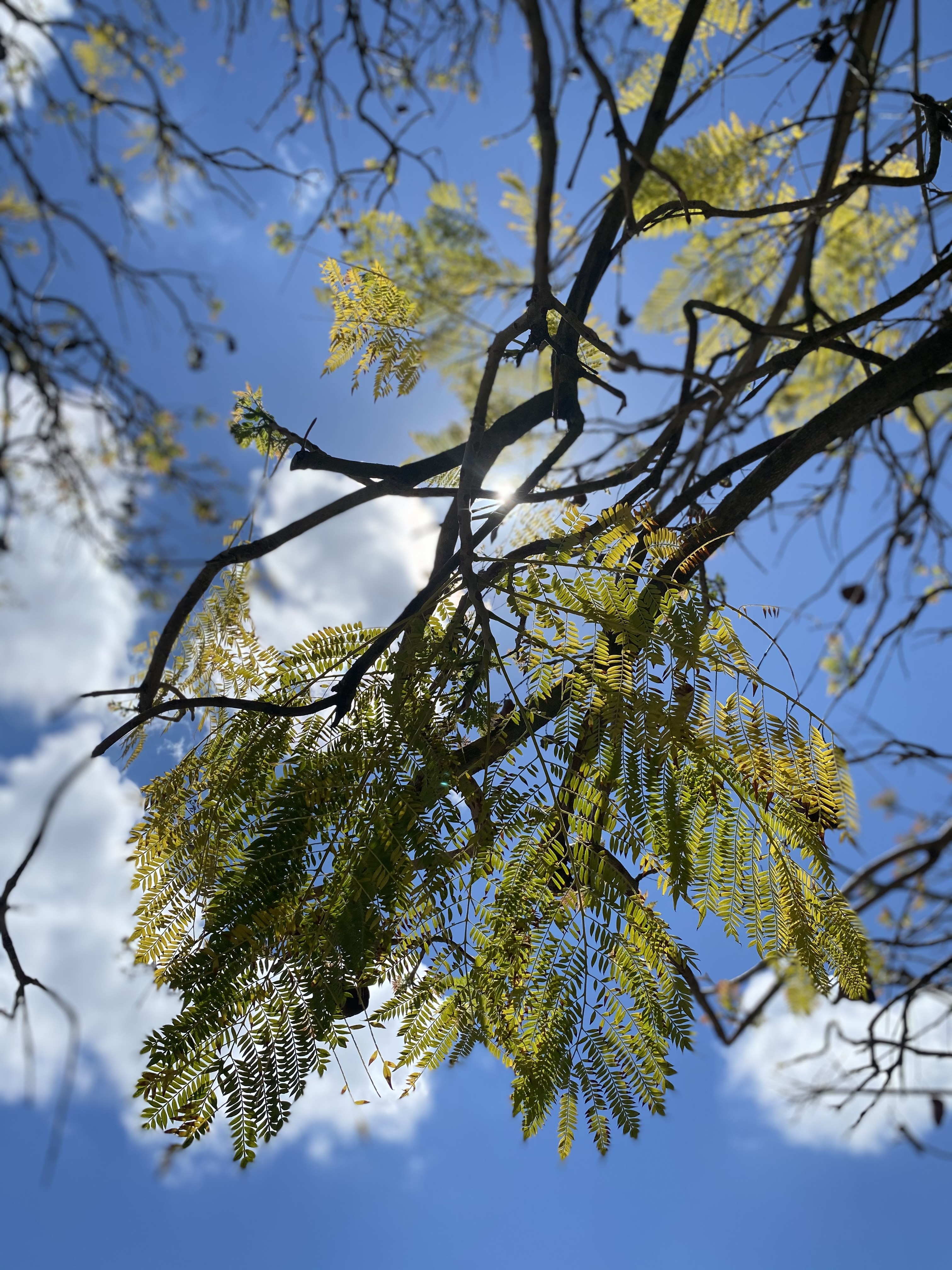 jacaranda